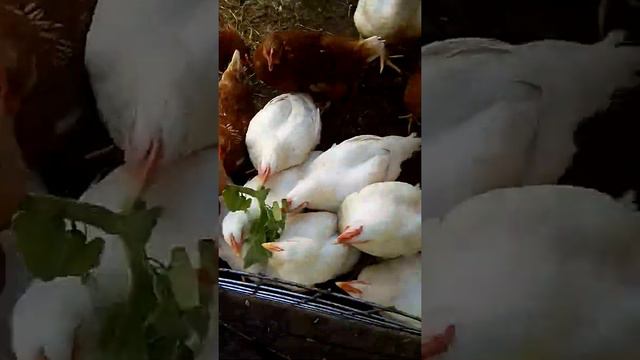 Курицы нападают на людей😂😂