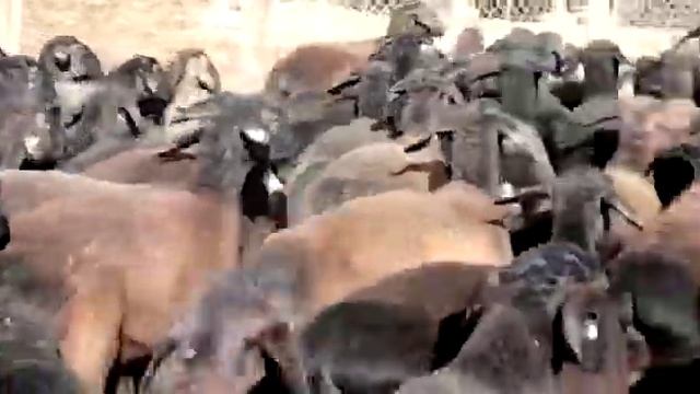 Очень хорошие гиссарские переярки 150 голов,Казыгуртский район,+77029274868