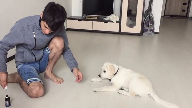 Уход за собакой  Забота о лабрадоре Бэтти