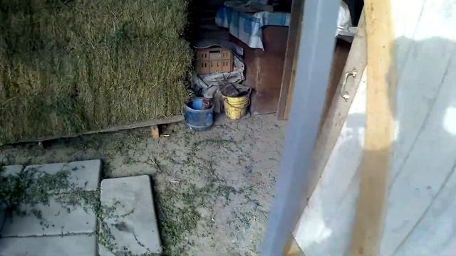 Как сделать сливную яму для коровника.7 октября 2019 г. смотреть онлайн