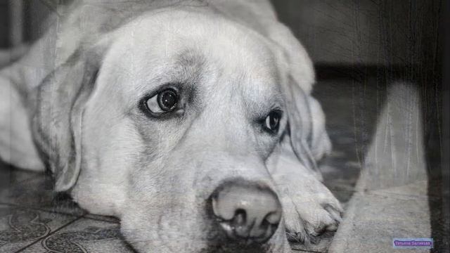 Предзимье музыка Maggie (Margarita Khlghatyan) смотреть онлайн