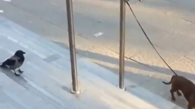 Ворона издевается над собакой смотреть онлайн