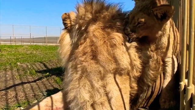 Папа-Лев ВОЖАК ПРАЙДА ГЕФЕСТ терпит шалости сыновей-львят !! Весеннее видео, но очень доброе ❤️ смотреть онлайн