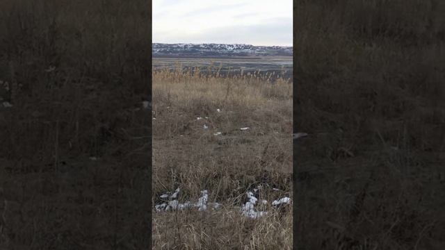 26 января 2021 г.Ставропольский край , озеро Вшивое- полностью высохло. смотреть онлайн