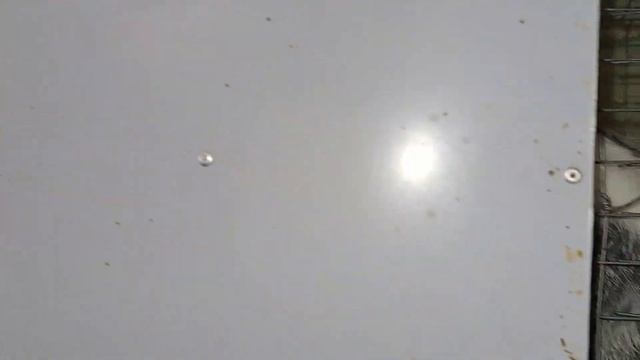 Крольчиха родила одного крольченка, что делать? смотреть онлайн