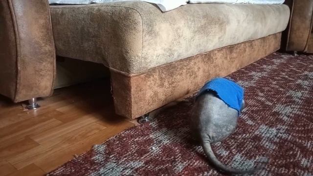 Донской сфинкс. Особенности содержания. Don sphinkx. смотреть онлайн