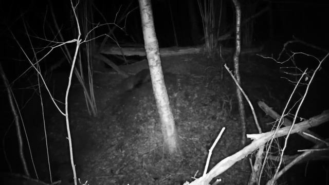 Невероятно активная семья барсуков в ТиНАО смотреть онлайн