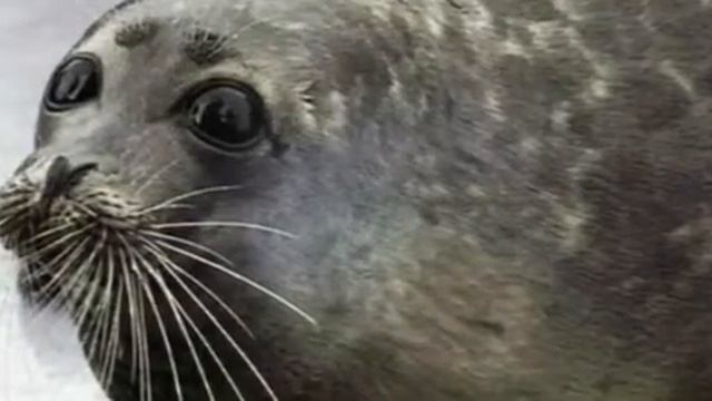 Красная книга: Каспийский тюлень на гране исчезновения!! смотреть онлайн