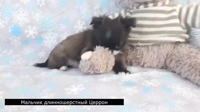Щенки чихуахуа в поиске своих родителей. Питомник чихуахуа Беларусь смотреть онлайн