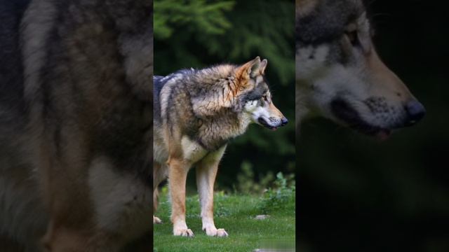 Одинокий волк. смотреть онлайн