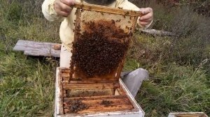 Пасека Лаврова. Подкормка пчел в конце сентября