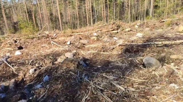 Работа в Финляндии. Посадка леса смотреть онлайн