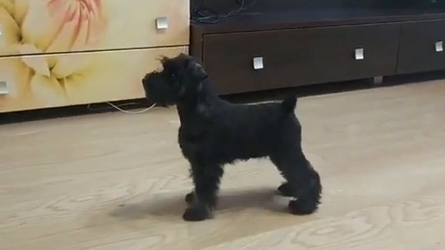 Щенок Цвергшнауцер чёрный с серебром . смотреть онлайн