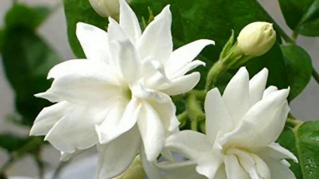 Flowers name 🌻| Learn Flowers name | flowers | kids video | Educational video смотреть онлайн