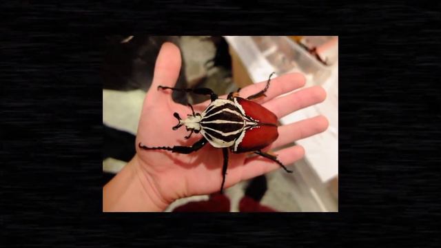 Топ 10 самых больших жуков в мире!🌎🐞 смотреть онлайн