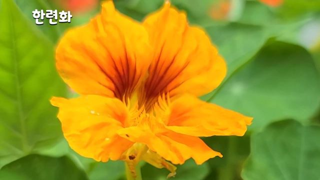 95편 한련화/ 꽃말 애국심, 변덕/유관순을 재조명한 소설 한련화 смотреть онлайн