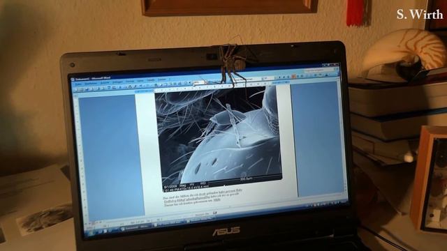 Arachnids and Evolution смотреть онлайн