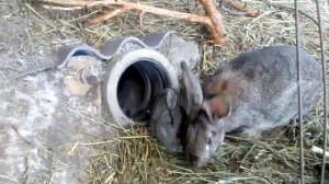 Содержание кроликов в вольере!