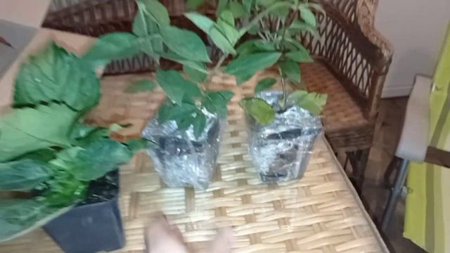 Осенние пересадки и переделки в саду, новые гортензии, снова в гостях. смотреть онлайн