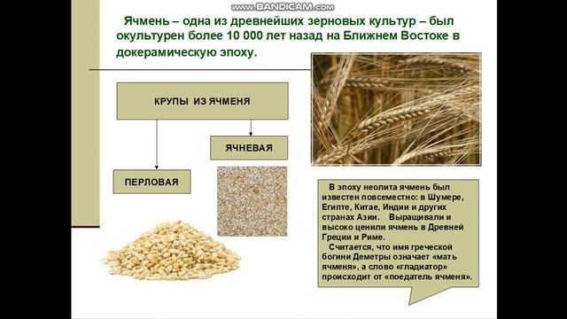 Зерно и зерновые продукты