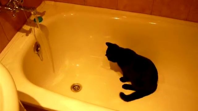 Котэээ... смотреть онлайн