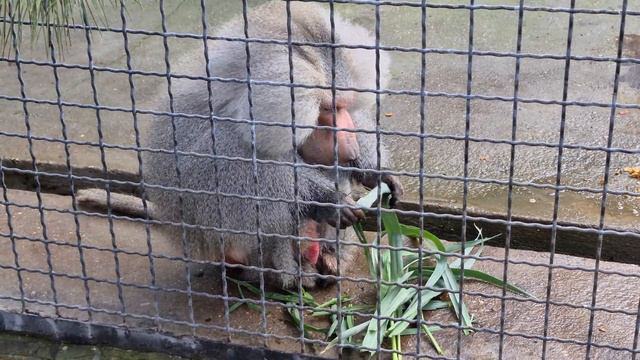 Джонни обрадовался салату! Тайган смотреть онлайн