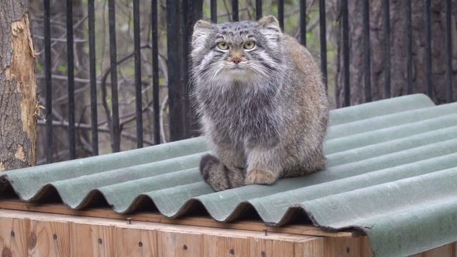 Котенок манулов. 11.05.2023 смотреть онлайн