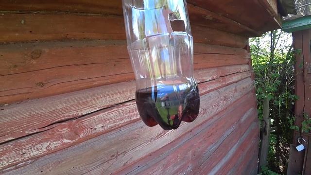 Ловушка для ос и шершней своими руками. Применяю на пасеке. смотреть онлайн