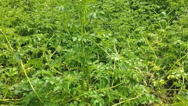 ОГРОМНЫЙ УРОЖАЙ ОГУРЦОВ, ПЕРВАЯ КОПКА КАРТОШКИ В ИЮЛЕ, МАРИНУЮ ОГУРЦЫ смотреть онлайн