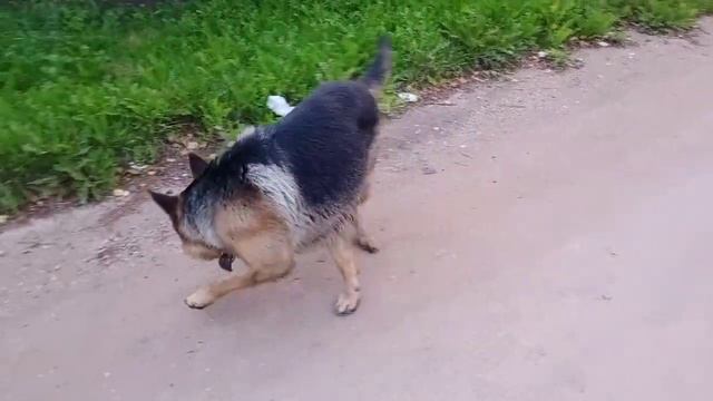 породы собак :немецкая овчарка смотреть онлайн