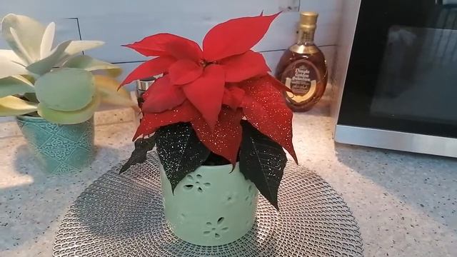 Пуансетия, Рождественская звезда, Weihnachts Stern. Уход и содержание. И также свойства. Удача. смотреть онлайн