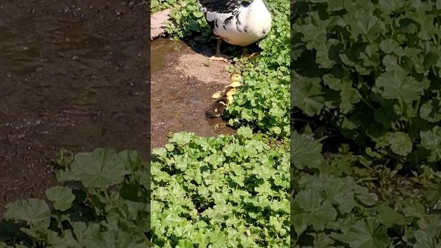 Хороши малыши.