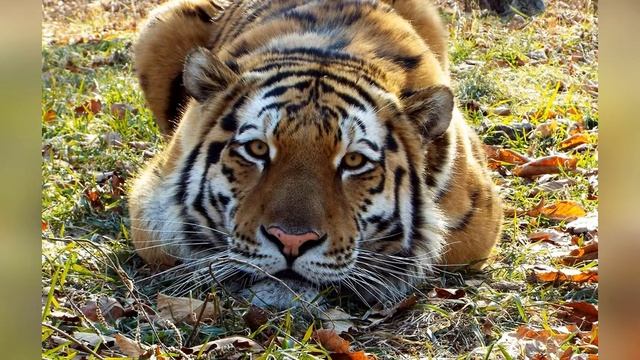 Рассказ о тигре. Автор: В.К. Арсеньев. Фальшивый зверь. смотреть онлайн