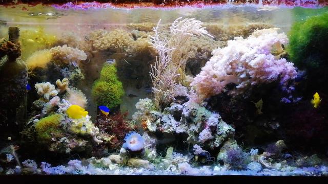 Центропиги херальди (centropyge heraldi) - первые ощущения от содержания, поведение, раскорм. смотреть онлайн