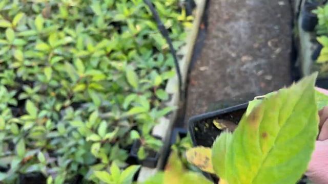 Обзор саженцев на выставку в Красноярск. МВДЦ Сибирь на Взлетке.