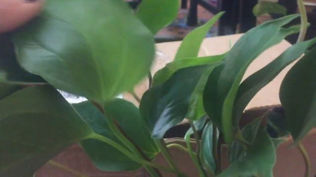 Super Exciting Plant Unboxing from Eldon Tropicals - Part 1 смотреть онлайн