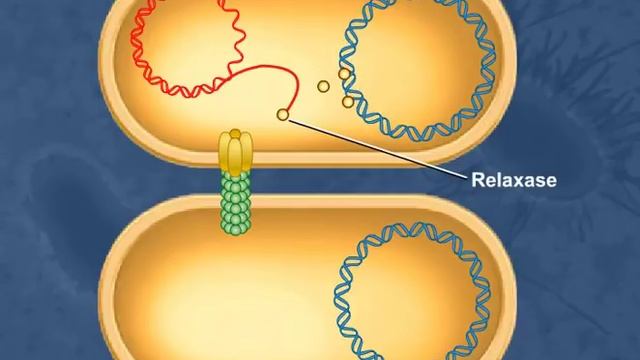 Bacterial Conjugation