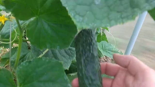 Вот они!Первые огурчики Китайский император! смотреть онлайн