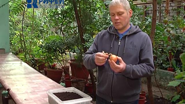 Зелёный участок Лук на подоконнике смотреть онлайн