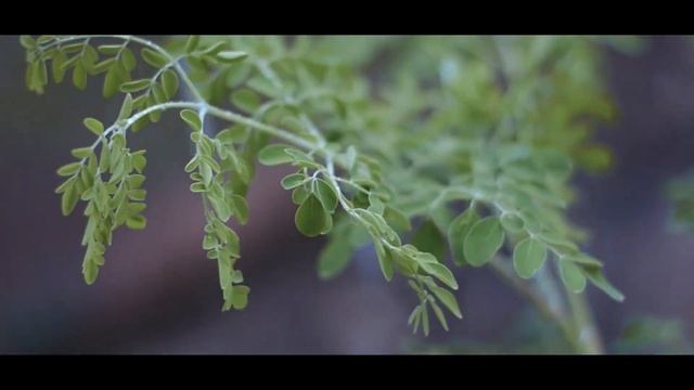 Rain|Chill - A cut film | Nikon D3300 смотреть онлайн