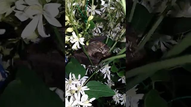 Летучая мышь ,выход на свободу?