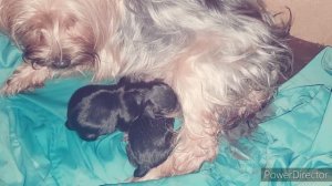 Роды йорка первые