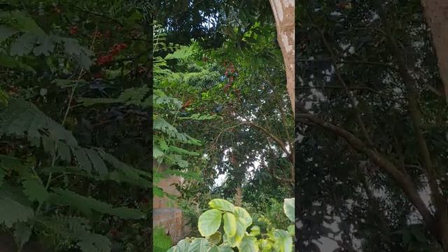 Манговое дерево в Африке, Занзибар смотреть онлайн