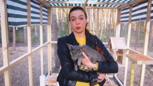 КАК ГУЛЯТЬ С КОШКОЙ НА ДАЧЕ? Строим вольер и игровой комплекс и везём ориентальных котов на дачу