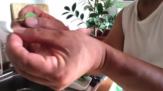 Growing my plant/Ficus Benjamin смотреть онлайн
