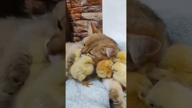 Котики смотреть онлайн