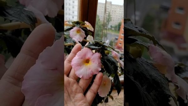 Фуксия, Ахименес Lemon orchard, Вероника Готманова