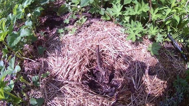 Грецкий орех сорт Васион .Краткое описание . смотреть онлайн