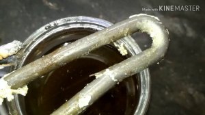 Лимонная кислота как средство от накипи  ( вред лимонки, эксперимент ) #1