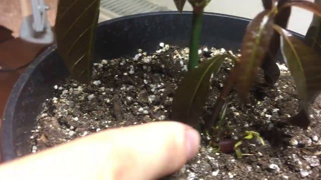 Как вырастить МАНГО!!! (ИЗ ПЕРУ) ЖИВУЧИЙ КАК МОНСТР смотреть онлайн